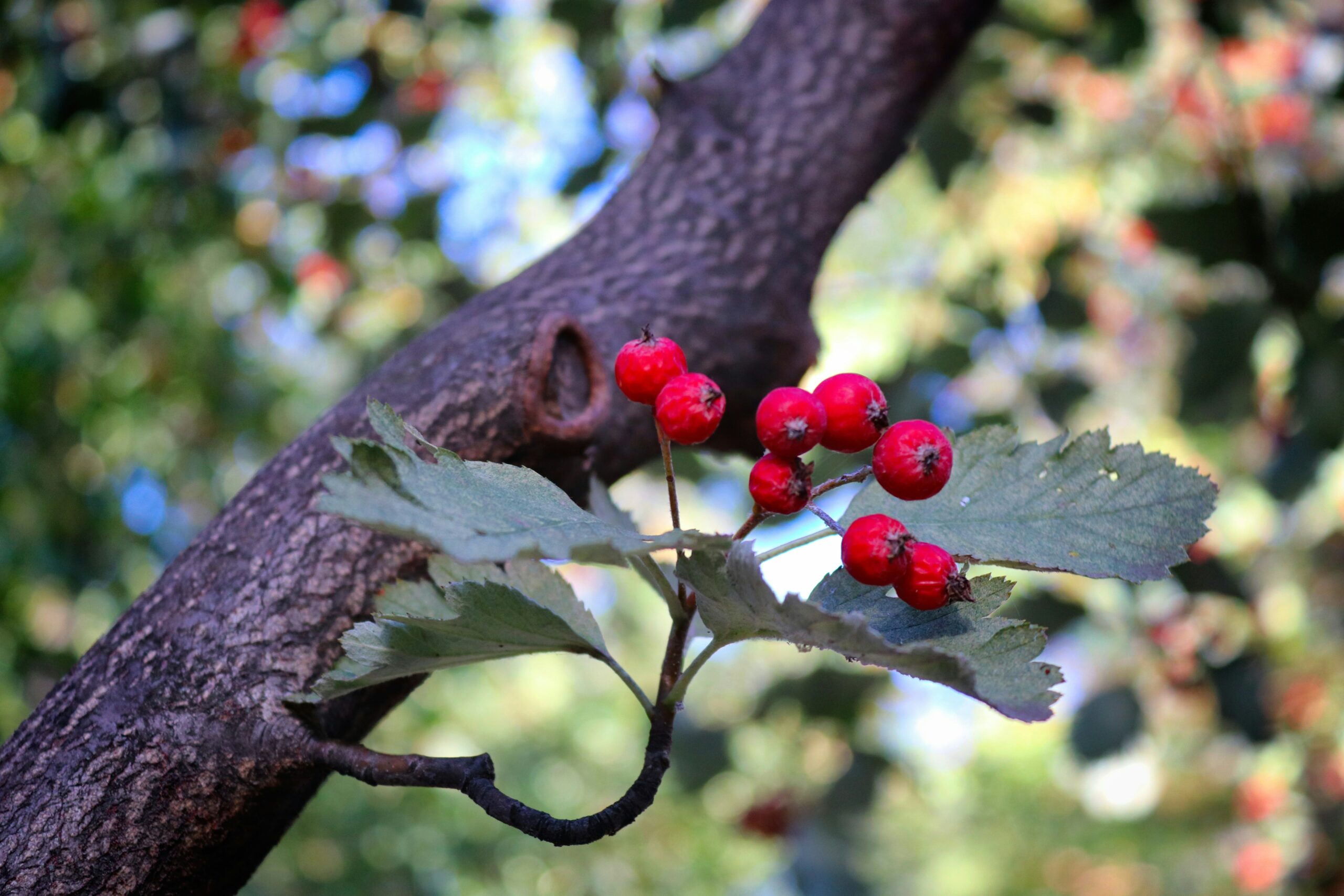 Hawthorn: An Ancient Herb With Modern Cardiovascular Relevance